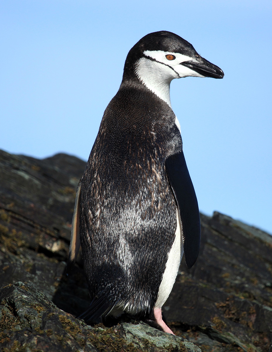 Chinstrap Penguins - Antarctica File Wildlife